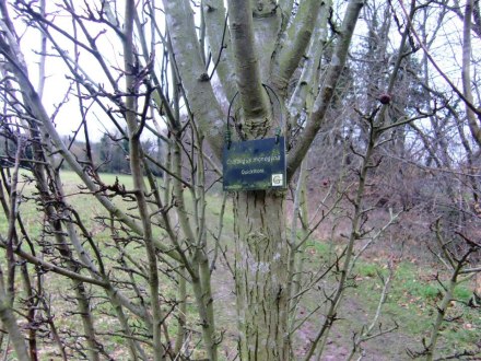 The 'Quickthorn' buch planted in Hawthorn's memory in 1999